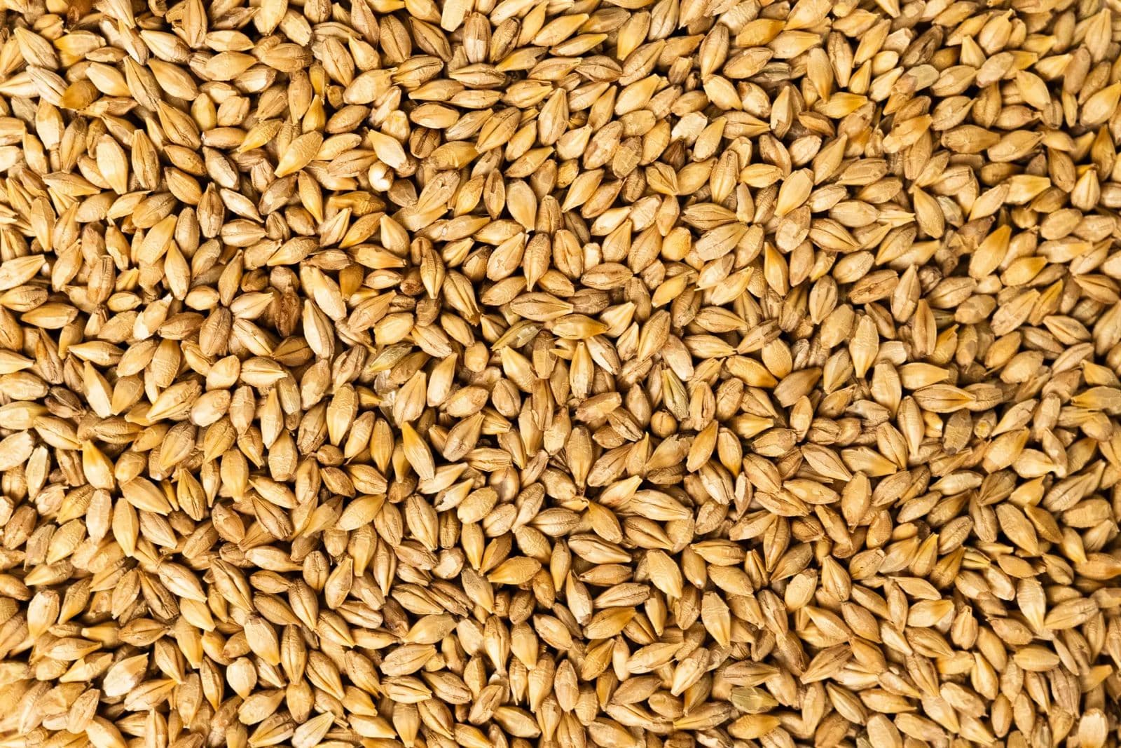 Barley
