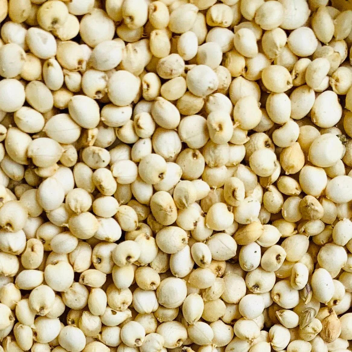 Sorghum